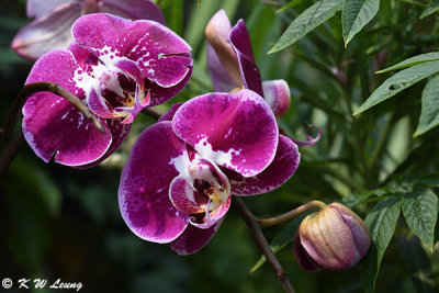 Phalaenopsis orchid DSC_7743