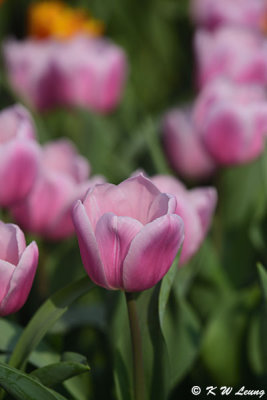 Tulip DSC_7106