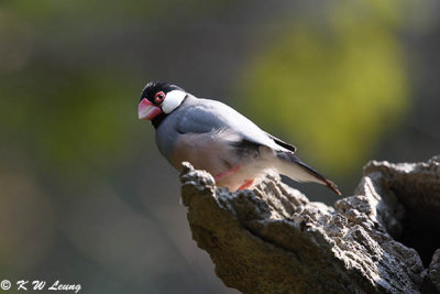 Java sparrow DSC_8037