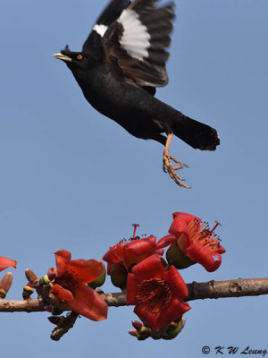 Crested Myna DSC_8285