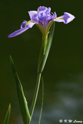 Iris DSC_7986