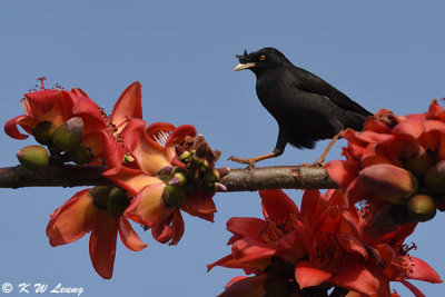 Crested Myna DSC_8267