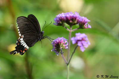 Papilio polytes DSC_8468