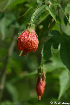 Red-veined Abutilon DSC_8488