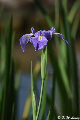 Iris DSC_8494