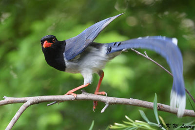 Blue Magpie DSC_8306