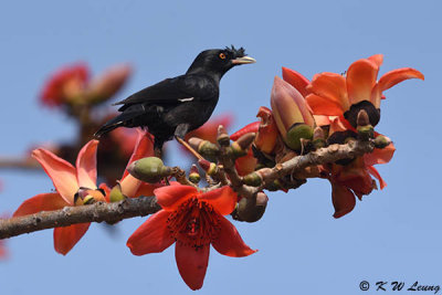 Crested Myna DSC_8144