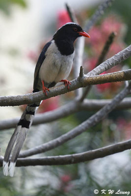 Blue Magpie DSC_8298