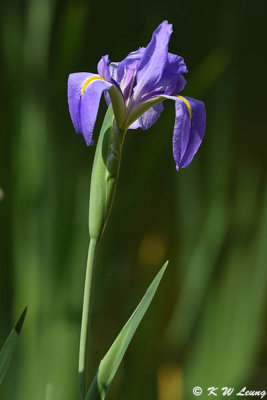 Iris DSC_8493