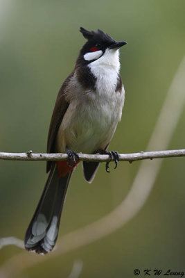 Red-whiskered Bulbul DSC_8287