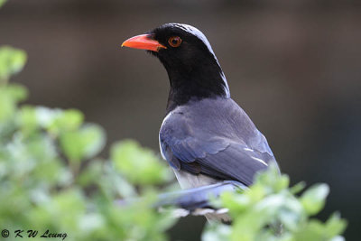 Blue Magpie DSC_8307