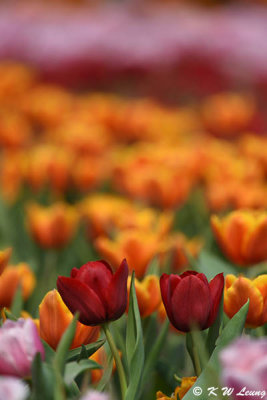 Tulip DSC_7639