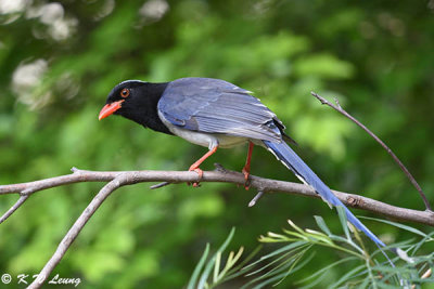 Blue Magpie DSC_8303