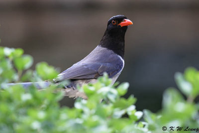 Blue Magpie DSC_8308