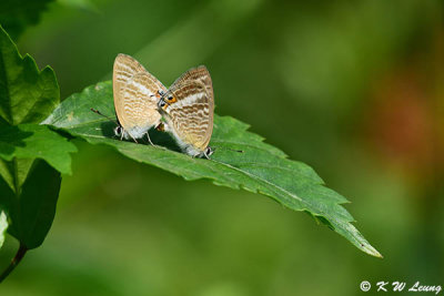 Lampides boeticus (Long-tailed Blue 亮灰蝶)