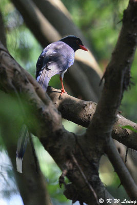 Blue Magpie DSC_8347