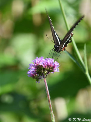 Papilio polytes DSC_8461