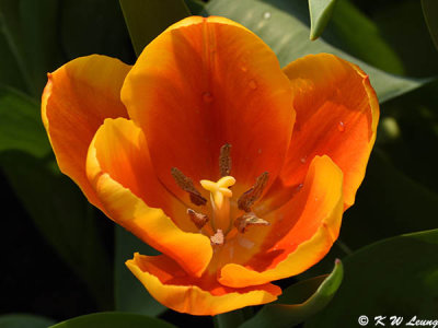 Tulip DSC_7151