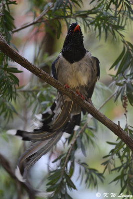 Blue Magpie DSC_8321