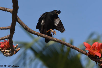 Crested Myna DSC_8893