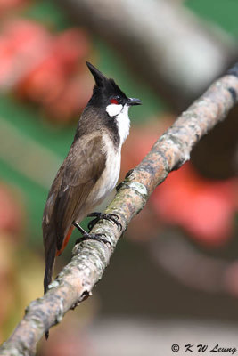 Red-whiskered Bulbul DSC_8824