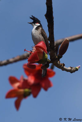 Red-whiskered Bulbul DSC_8831