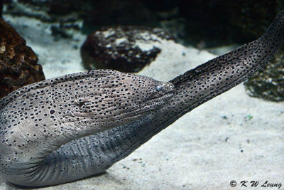Moray eel DSC_6446