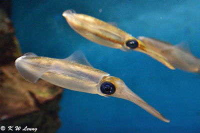 Squid DSC_6462