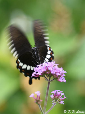 Papilio polytes DSC_9199