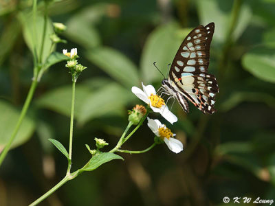 Graphium dosan DSC_9118