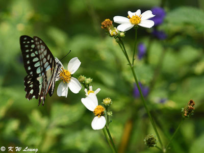 Graphium dosan DSC_9111