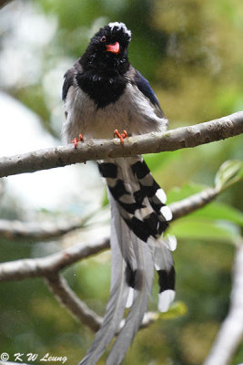 Blue Magpie DSC_8940
