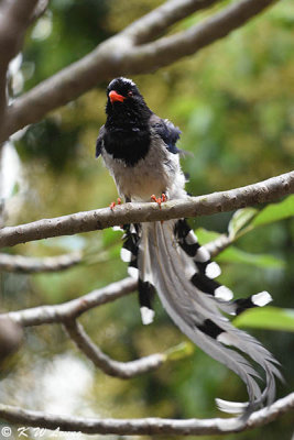 Blue Magpie DSC_8941