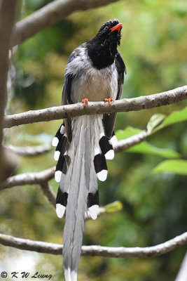 Blue Magpie DSC_8945