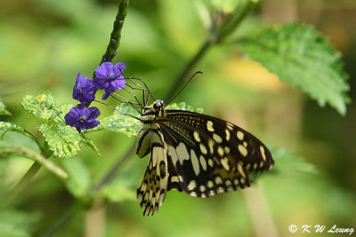 Papilio demoleus DSC_9069