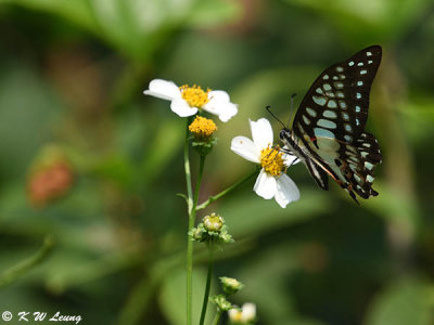 Graphium dosan DSC_9124