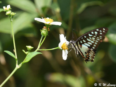 Graphium dosan DSC_9115