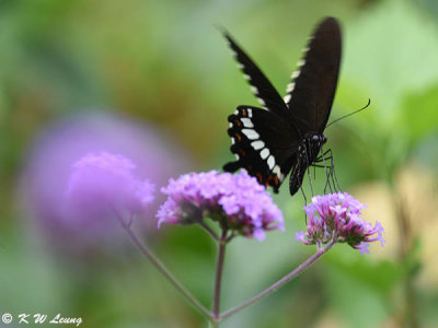 Papilio polytes DSC_9188