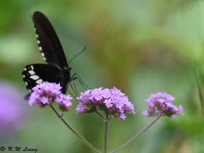 Papilio polytes DSC_9193