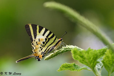 Pathysa antiphates DSC_9681