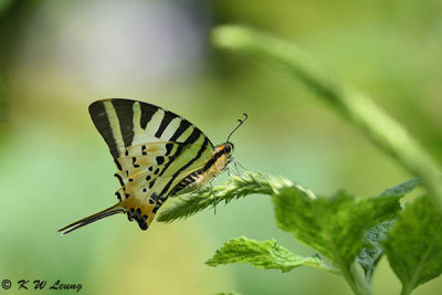 Pathysa antiphates DSC_9711
