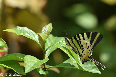 Pathysa antiphates DSC_9647