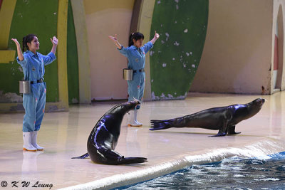 Sea Lion Show DSC_0304