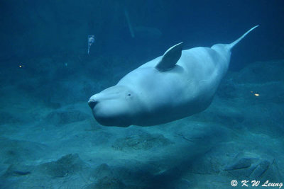Beluga DSC_0549