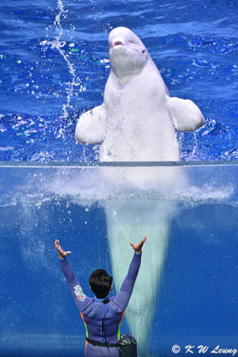 Beluga Show DSC_0460