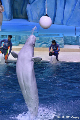 Beluga Show DSC_0478