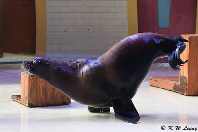 Sea Lion show DSC_0332