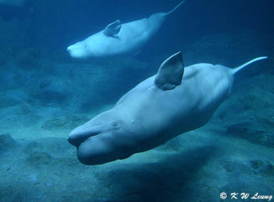 Beluga DSC_0556