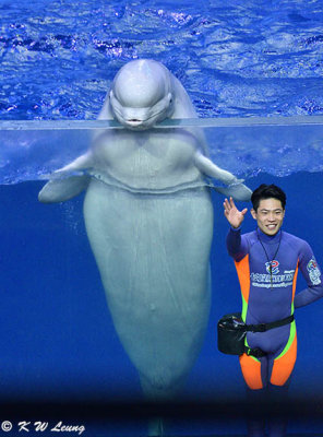 Beluga Show DSC_0456