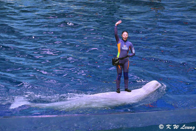 Beluga Show DSC_0526